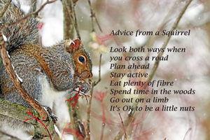 Squirrel Advice
