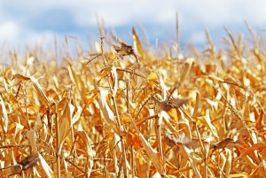 Startled House Sparrows In Corn Field