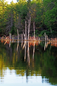 Summer Evening Reflections I