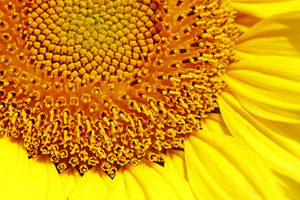 Sunflower Abstract
