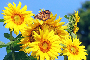 Sunflower Bouquet And Monarch