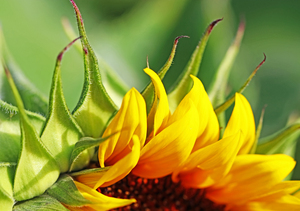 Sunflower Detail