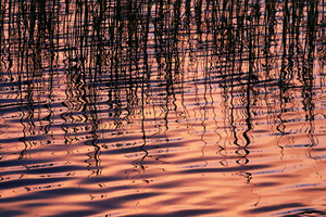 Sunset Chaos