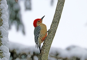 Super Cute Red Bellied Woodpecker