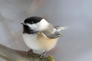 Sweet Chickadee