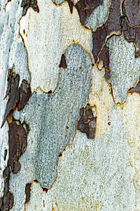 Texture Of Eastern Sycamore