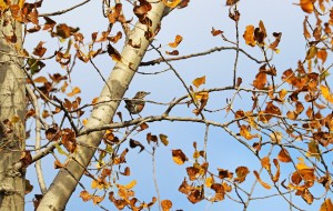 The Robin In The Poplar In Autumn