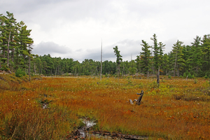 The Bog II