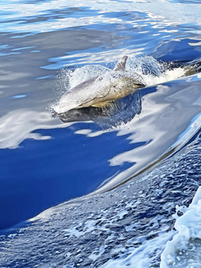 The Dolphin Splash