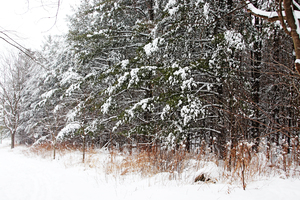 The Edge Of Winter