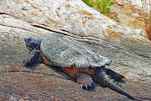 The Snapper