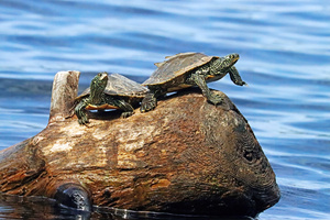 The Turtle Wave