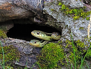 Three Is A Crowd