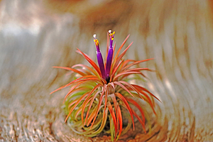 Tillandsia