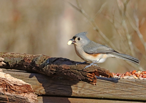 Tufted Titmouse