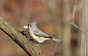 Tufted Titmouse With Nut