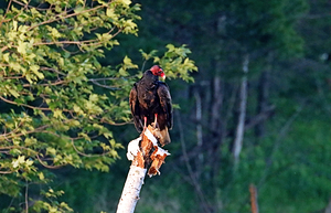 Turkey Vulture Perched On Birch