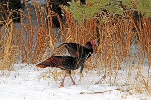 Turkey Walk