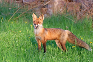 Vixen