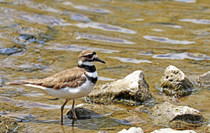 Wading Killdeer