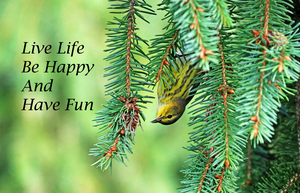 Warbler Having Fun