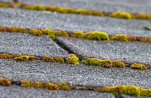 Where Moss Grows