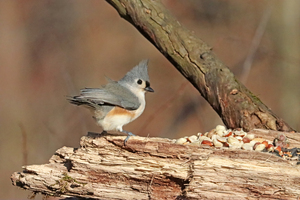 Windblown Tufted Titmouse