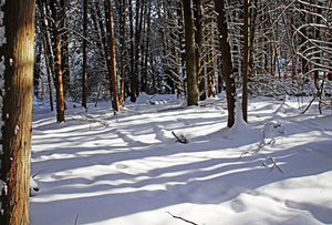 Winter Forest Light And Shadow