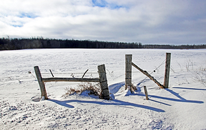Wood Fence Posts In Winter