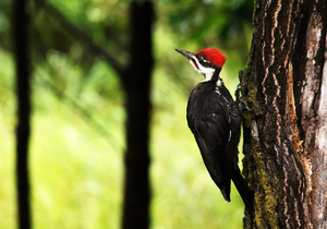 Woody Woodpecker