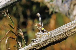 Yellow Rumped Warbler In Autumn