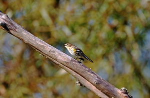 Yellow Rumped Warbler On Wood