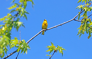 Yellow Warbler In Song