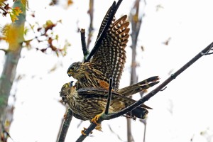 Merlins