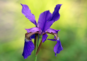 Beauty Of Siberian Iris