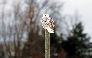 Roosting On Fence Post