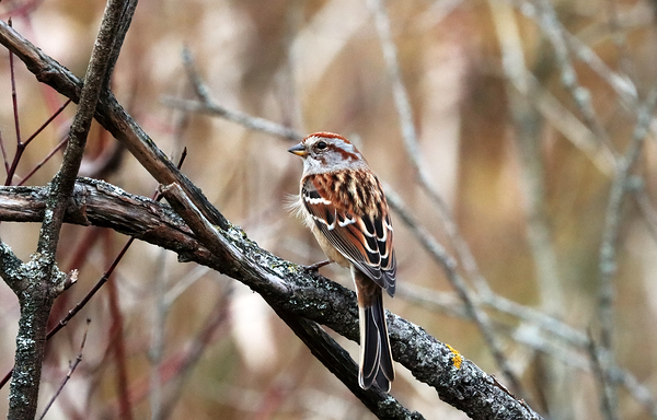 American Tree Sparrow In Fall by Deb Oppermann