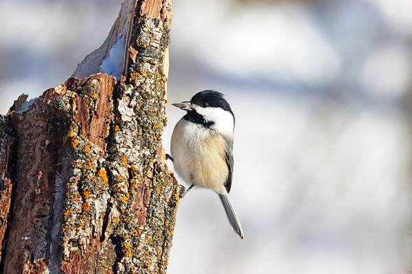 Black Capped Chickadee With Seed by Deb Oppermann