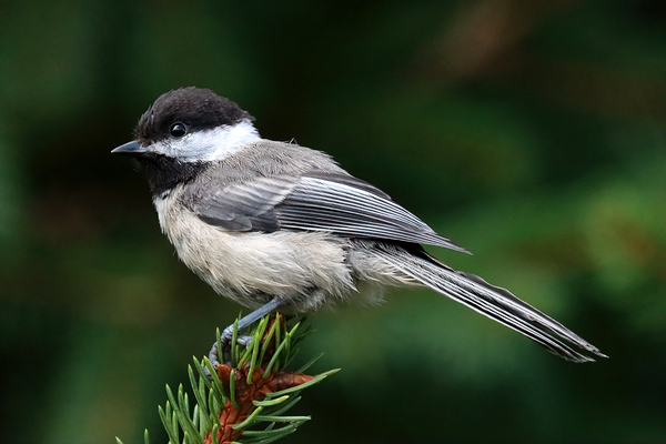 Black Capped Chickadee Close Up Print