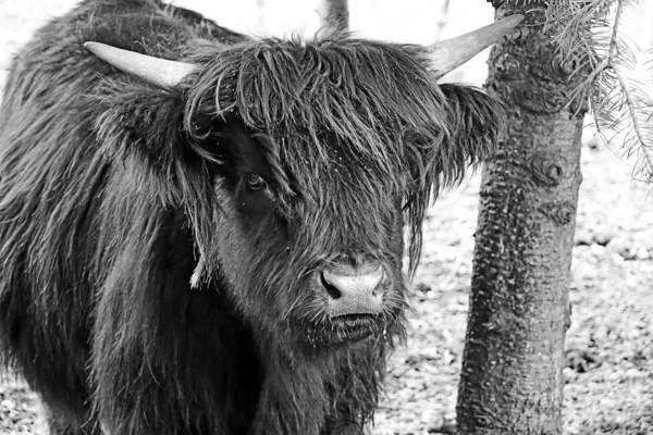 Young Highland Cow Portrait Black And White Print