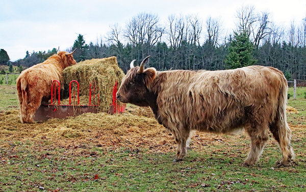 Straw For The Highland Cows Print