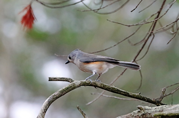 Tufted Titmouse In Fall Print