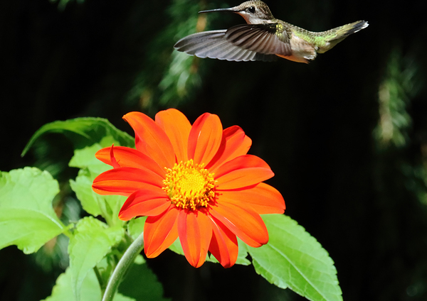 Ruby Throated Hummingbird And Mexican Sunflower Print