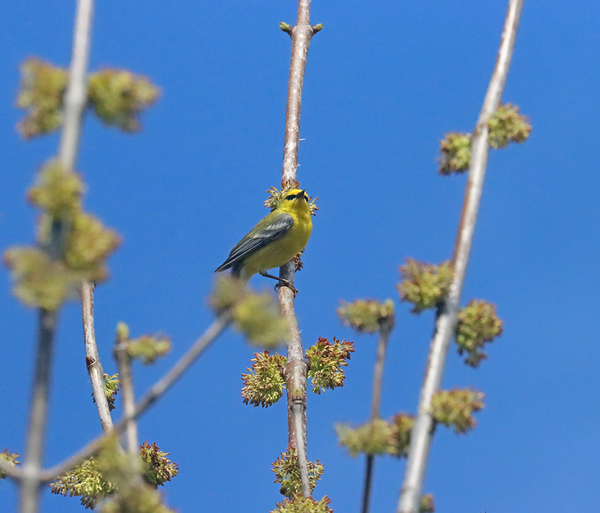 Blue Winged Warbler In Spring by Deb Oppermann
