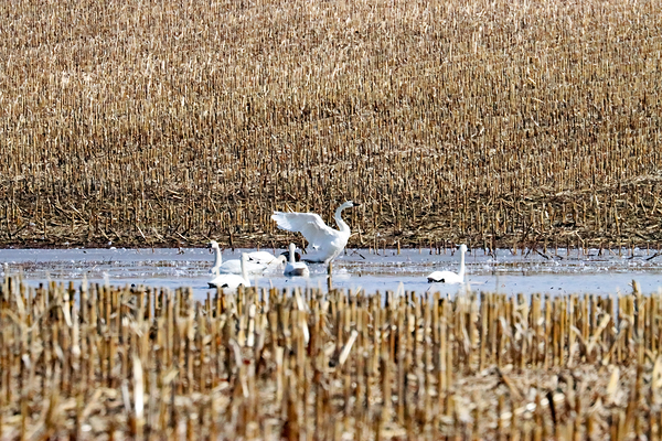 The Break Between Cornfields Print