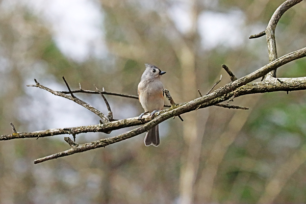 Tufted Titmouse In Autumn by Deb Oppermann