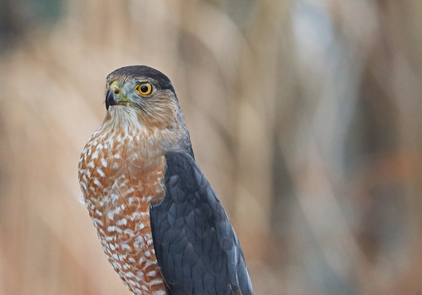Sharp Shinned Hawk Looking Regal by Deb Oppermann