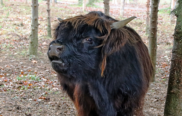 Moo I Print