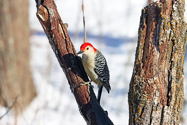 Red Bellied Woodpecker In Winter by Deb Oppermann