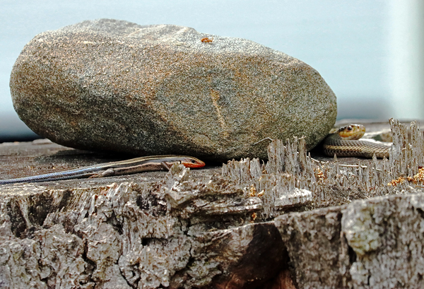 Five Lined Skink And Garter Snake Print